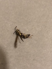 Polybia fastidiosuscula