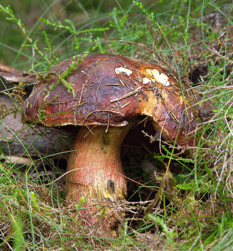 Dotted Stem Bolete