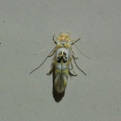 Hieromantis ephodophora