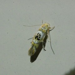 Hieromantis ephodophora