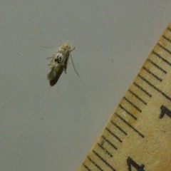Hieromantis ephodophora