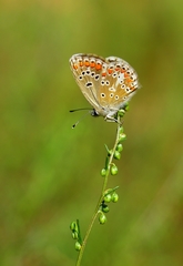 Aricia artaxerxes