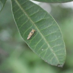 Hieromantis ephodophora