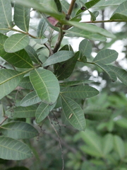 Hieromantis ephodophora