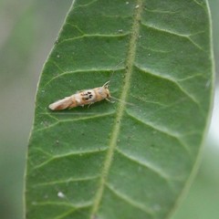 Hieromantis ephodophora