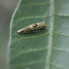 Hieromantis ephodophora