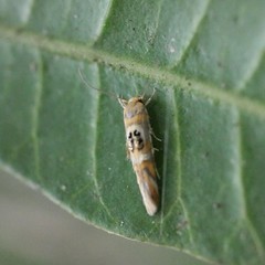 Hieromantis ephodophora