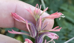 Castilleja bryantii