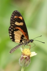 Acraea bonasia