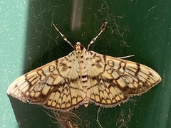 Haritalodes