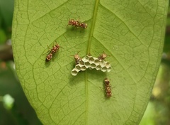 Ropalidia cyathiformis