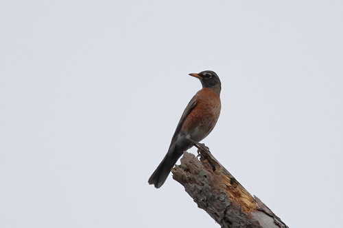 American Robin photographed in Mississippi
