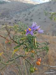 Solanum crispum