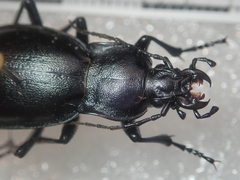 Carabus germarii