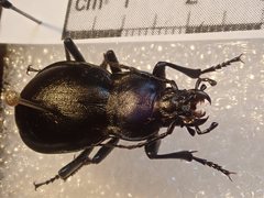 Carabus germarii