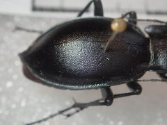 Carabus germarii