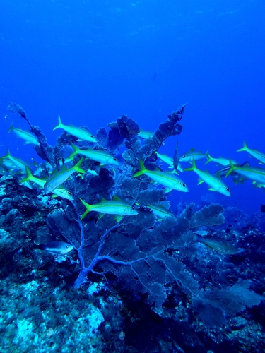Photo of Yellow Goatfish (Mulloidichthys martinicus)