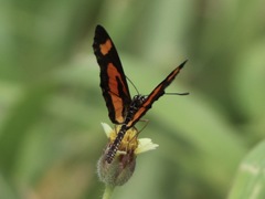 Acraea bonasia