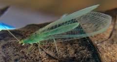 Chrysoperla comanche