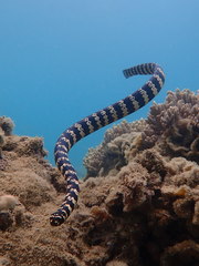 Egg-Eating Sea Snake photo 4
