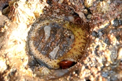 Placiphorella velata