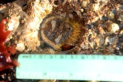 Placiphorella velata