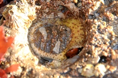 Placiphorella velata