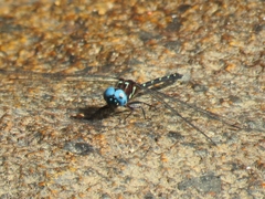 Macrothemis celeno
