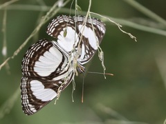 Neptis serena serena