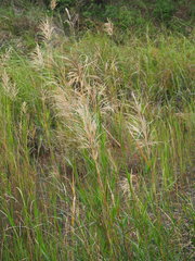 Phragmites vallatoria