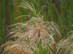 Phragmites vallatoria