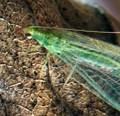 Chrysoperla comanche