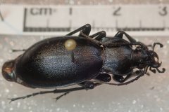 Carabus germarii