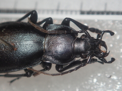 Carabus germarii