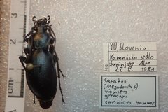 Carabus germarii