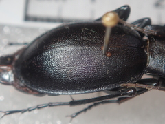 Carabus germarii
