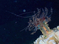 Alicia pretiosa