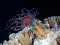 Alicia pretiosa