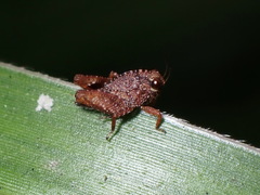 Batrachideini