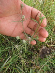 Eryngium echinatum
