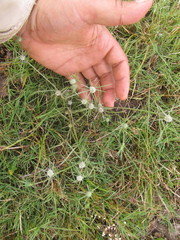 Eryngium echinatum