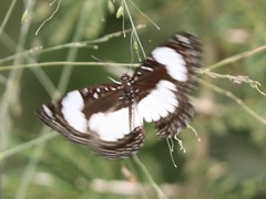 Neptis serena serena