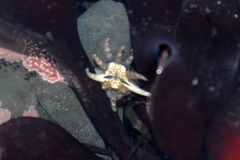 Halcampa decemtentaculata