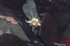 Halcampa decemtentaculata