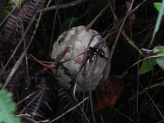 Polybia chrysothorax