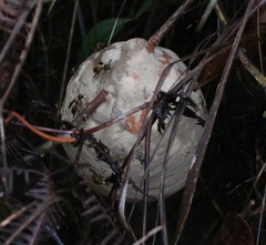 Polybia chrysothorax