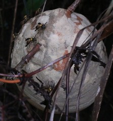 Polybia chrysothorax