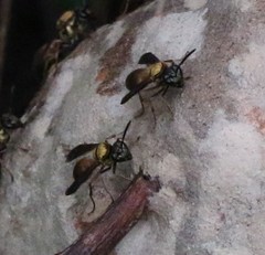 Polybia chrysothorax