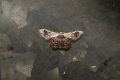 Idaea asceta