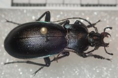 Carabus germarii